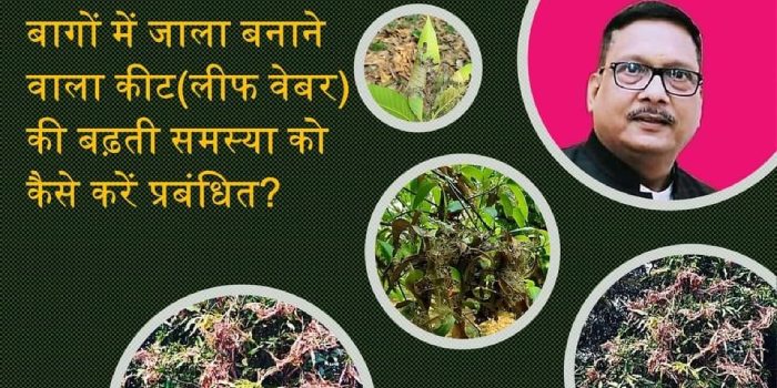 आम का नया बाग लगाते समय किन किन बातों को रखना चाहिए ध्यान में